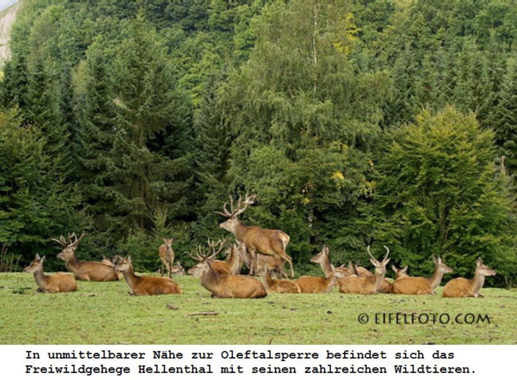 Ferienwohnung Gross A Schleiden Zewnętrze zdjęcie